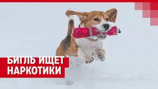 Как Бигль Попал В Полицию И Научился Искать Наркотики