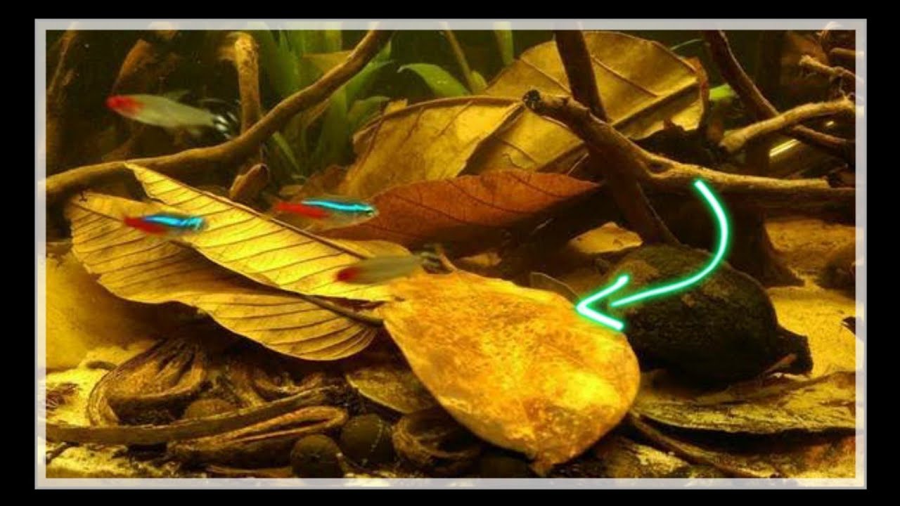 Indian Almond Leaf Benefits To Aquarium | பயனுள்ள குறிப்புகள் - Youtube