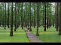 Los Videos mas Raros del Mundo 205 / Bosque Acuatico de China