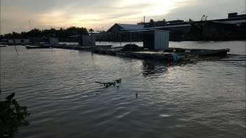 Điểm câu cá lí tưởng | tại Cần Thơ | Tập 2 điểm câu Cảng Cái Cui, Sông Bến Bạ. Video 33