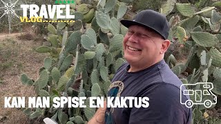 Kan man spise en kaktus