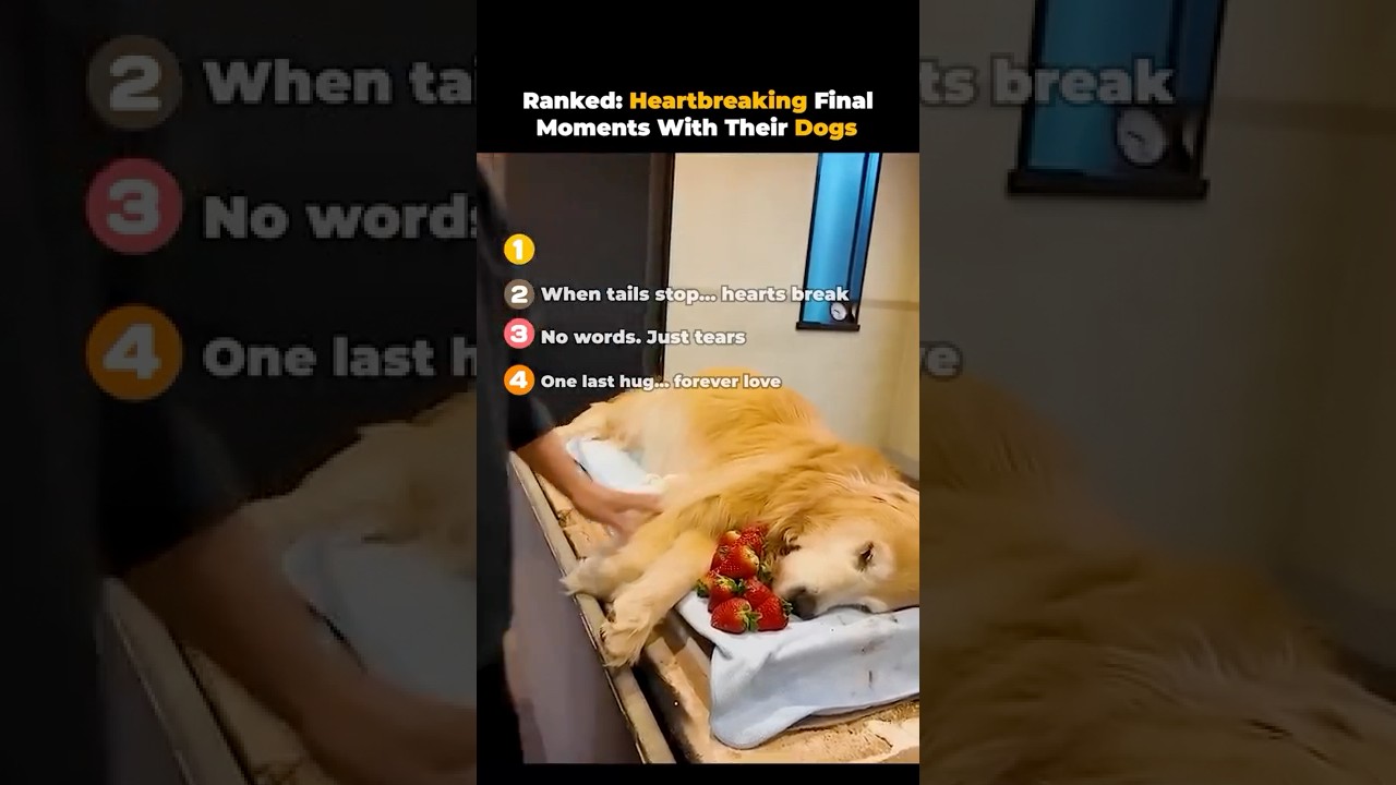 Ranked- Heartbreaking Final Moments With Their Dogs 💔🐶