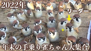 全員カメラ目線でごはんを待つ手乗りスズメちゃん。激おこ納めも！【手乗りスズメがいっぱい！34】Hand tame sparrow