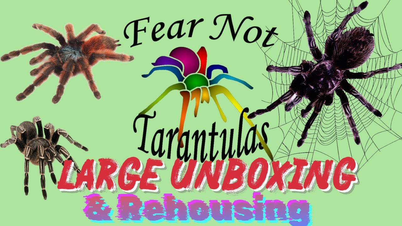 Lots Of Spiders...FEAR NOT TARANTULAS Unboxing!