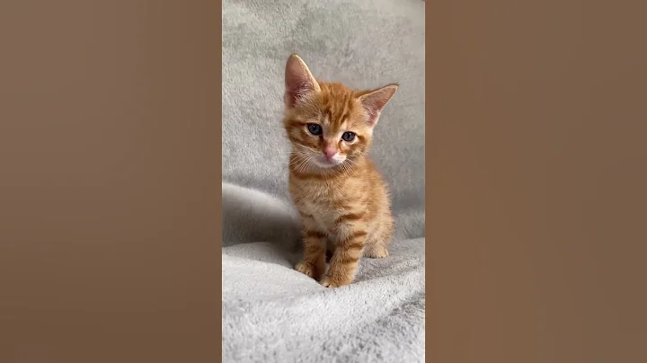 Watch the video about Cuteness Overloaded Lusy Cat #shorts #cat #persian #comedy #cartoon #trending #budget #**** #short