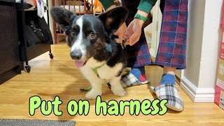 Cardigan Welsh Corgi being a gentleman when we put on the harness | Totle the corgi Ep.70