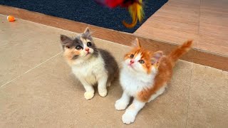 Kitten Playdate : Heartwarming Moments with Cute Kittens!