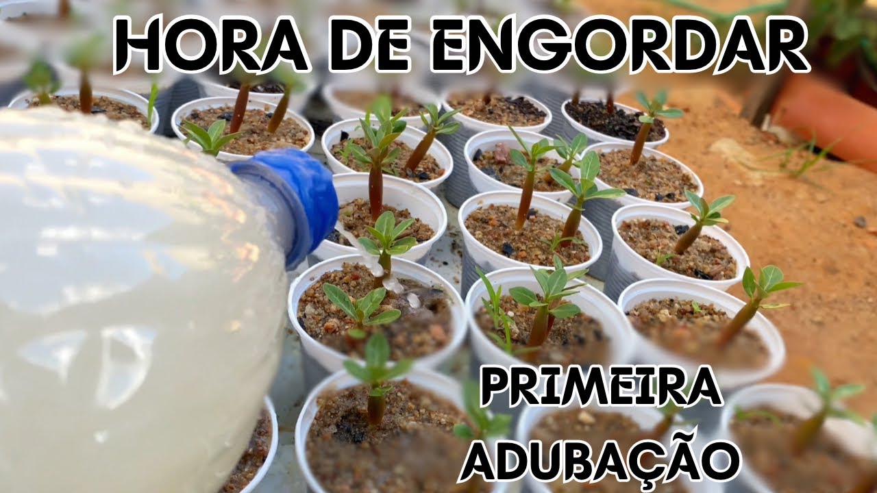 ✔️PRIMEIRA ADUBAÇÃO NAS MUDAS DE ROSAS DO DESERTO COM 30 DIAS!!