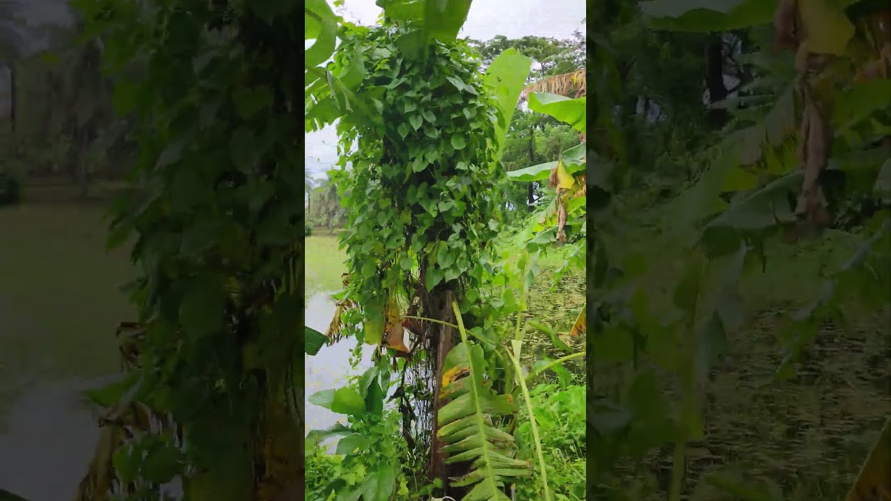 বিশ্ব রোড সংলগ্ন ৩৩ কাঠা ঘেরের জমি বিক্রয়