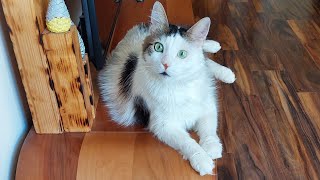 Akıllı kedi Şans bey by Haydar KOÇ 2,318 views 10 months ago 27 seconds