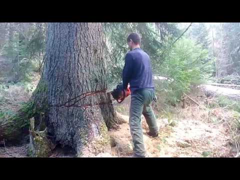 Video: Problemi s korijenom drveća - Kako kontrolisati invazivne korijene