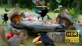 Best for Cats😽 Midsummer Party with Cutest Forest Friends 🐶 Dog TV 10 hours 4K Real HDR