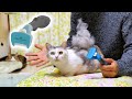 猫界に超髪アイテム降臨‼NEWファーミネーター小型猫短毛種用を初めて使った姉ちゃんがアートすぎた！【ネコ吉 FURminator】