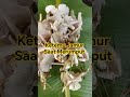 Jamur Bulan