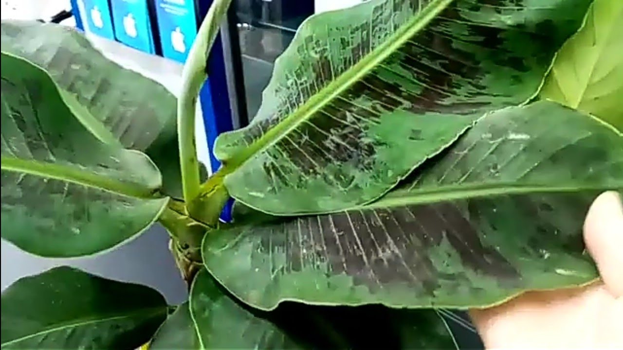 BİM'E 69TLYE YENİ GELEN ÇİÇEKLER 🌷🌵🌹🌵