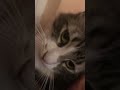 cat chilling on a couch