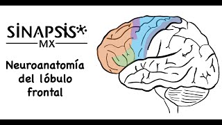 Lóbulo frontal (neuroanatomía funcional)