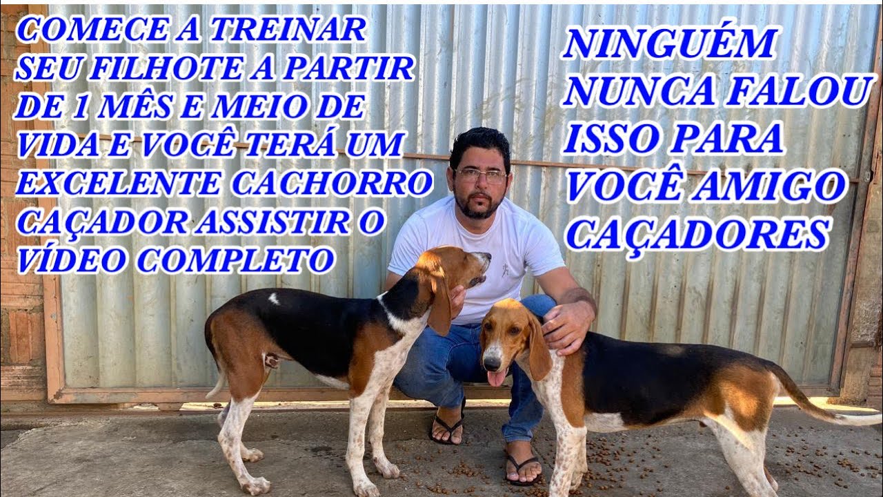 Como treinar um filhote de cachorro do início e do começo passo a passo ...