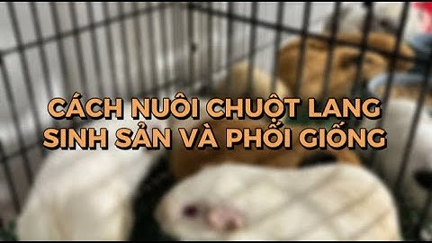 CÁCH NUÔI CHUỘT LANG SINH SẢN VÀ PHỐI GIỐNG