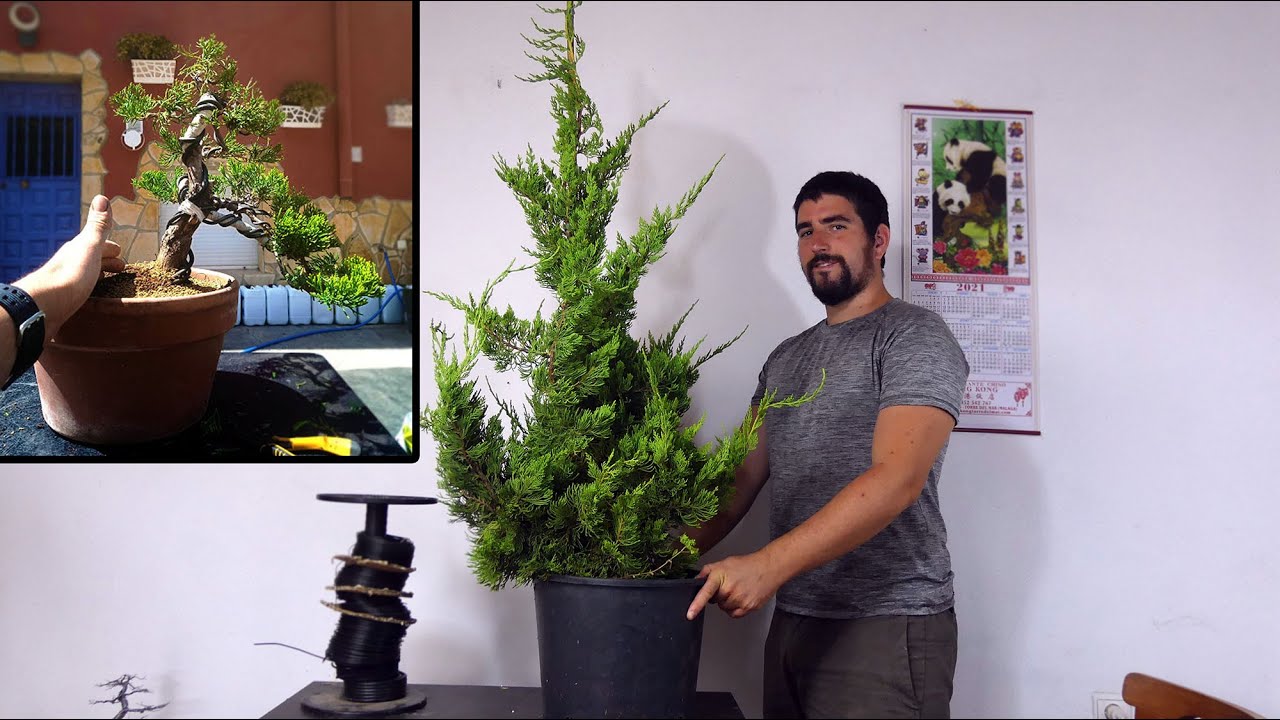 Replante de un Pre Bonsai de junipero kaizuka han kengai FUERA de FECHAS