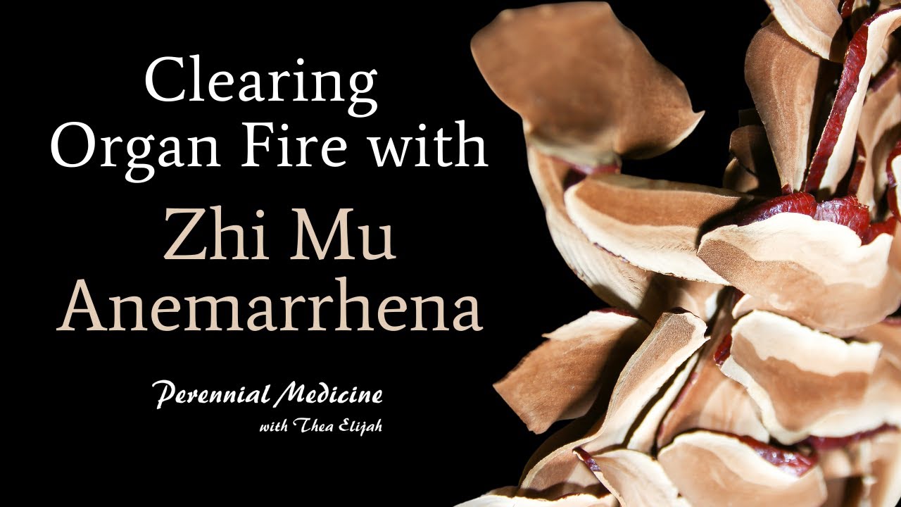Clearing Full Fire Zhi Mu Anemarrhena Herb of the Week Water