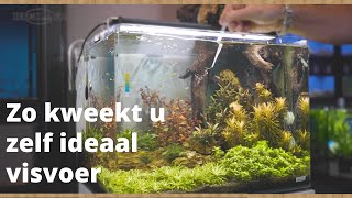 Download Lagu 🐠 Zelf ARTEMIA kweken | Heems TV - Vlog #10 MP3 Download Lagu 🐠 Zelf ARTEMIA kweken | Heems TV - Vlog #10 MP3