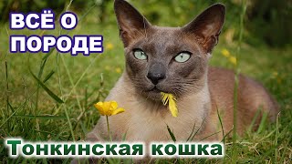Тонкинская кошка: Всё о породе - Уход и Содержание