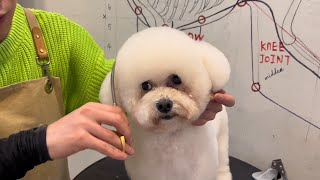 Bichon Frise Grooming | Dog Grooming | Puppy Grooming by Puppy Groomy 185 views 9 months ago 2 minutes, 30 seconds