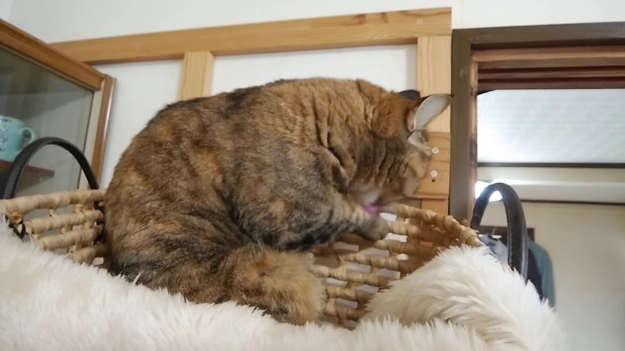 きれい好き猫 あじこさん Cat Youtube