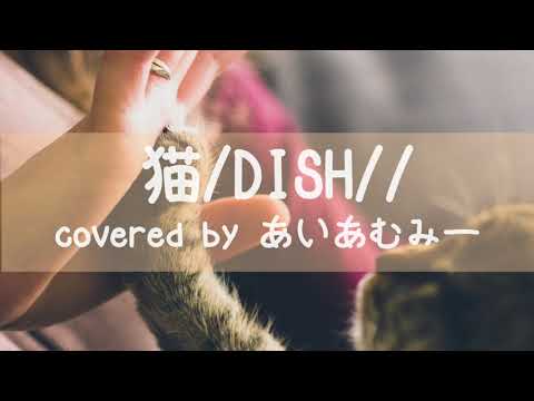 【女性が歌う】猫/DISH// covered by あいあむみー 歌詞付きフルカバー