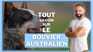 Race de chien Bouvier australien : caractère, dressage, comportement, santé de ce chien de race...