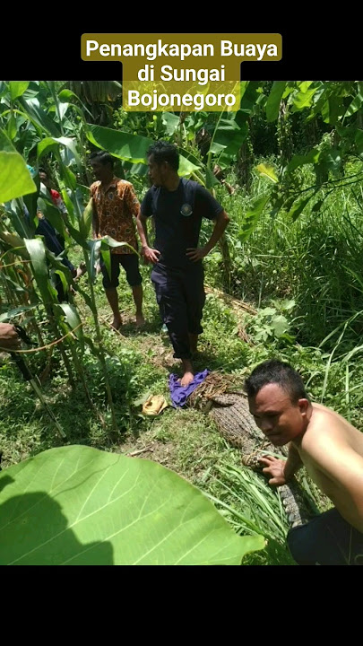 penangkapan #buaya di sungai Desa Kebonagung Padangan Bojonegoro