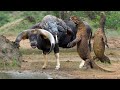 Too Barbarian! Huge Komodo Dragons Surround And Take Down Big Buffalo With Power
