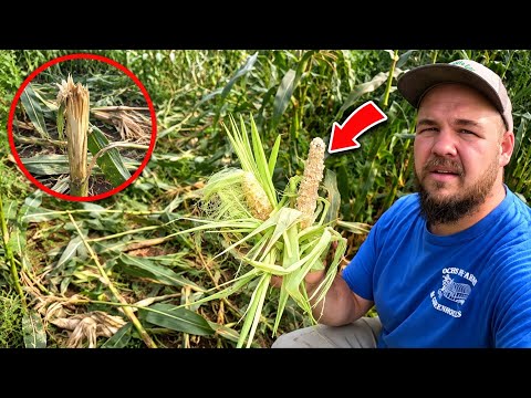 This Entire Crop was Destroyed by Animals