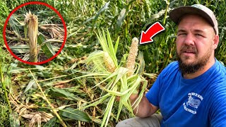 This Entire Crop was Destroyed by Animals