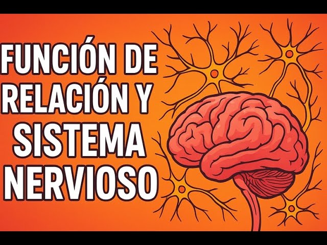 Sistema nervioso y función de relación
