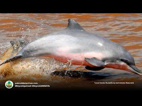 Tucuxi Sotalia fluviatilis  - South America