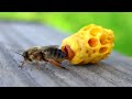 Honey Bee Queen Emerging from Queen Cell. Japanese honeybees, apis cerana japonica