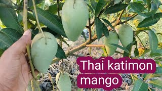 Thai katimon mango ll contact no -6296357974