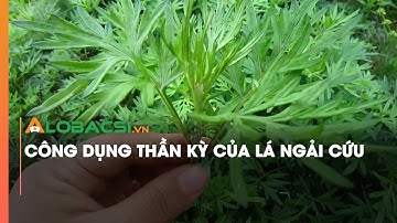 Công dụng thần kỳ của lá cây ngải cứu