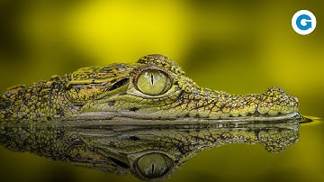 The Dark Side of Crocodiles: More Than "Just" Predators | Full Wildlife Documentary