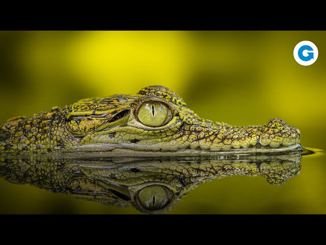 The Dark Side of Crocodiles: More Than Just Predators | Full Wildlife Documentary class=