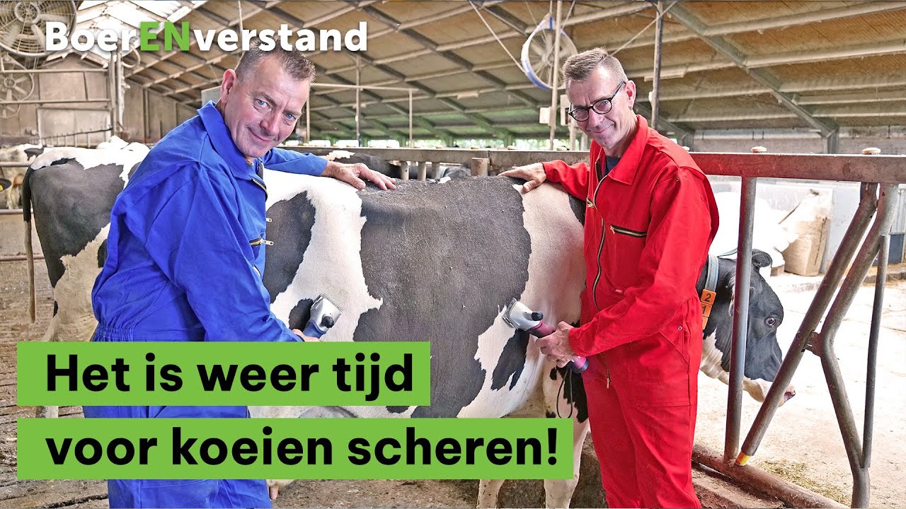 Koeien scheren 2.0! - BoerENverstand