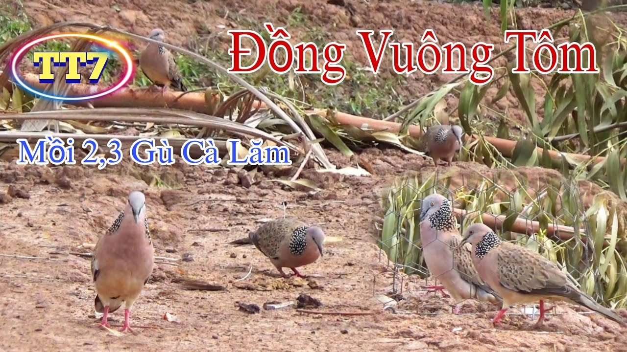 🔴Clip 41: Bổi Đồng Vuông Tôm #birds #chimcugáy II Cu Gáy Long Phú