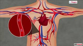 Blood Vessels | Type of Vessels | Science | Class 7