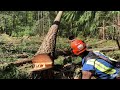 Tight quarters timber falling job continues