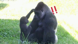 Djeeco got annoyed and pushed Jabali hard ??|Djeeco Family|Gorilla|Taipei zoo