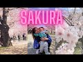 5 things to do during cherry blossom season  in japan 