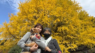 2025年11月24日(月)奇絶峡 宝泉寺の大イチョウ ホテルベルヴェデーレ 一泊二日の和歌山県観光旅 ミニチュアダックスと共に