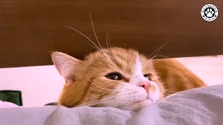 短足猫と鈴で遊んだら可愛さ満載でした【短足マンチカン｜てと君】【短足マンチカン｜てと君】 by ねこっちゅらいふ 1,777 views 3 years ago 5 minutes, 56 seconds